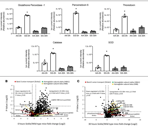 Figure 3. Changes in antioxidative proteins parallel hemoglobin S oxidation in microparticles.regulated in SS mice 1.5-fold or greater