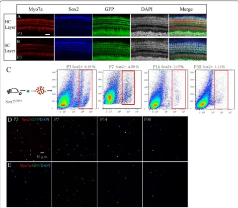 Fig. 1 The purity of sorted GFP+ cells.flow-sorted Sox2+ SCs of different ages showed a high percentage of Sox2+ and GFP+ cells, and no Myo7a+ cells were found