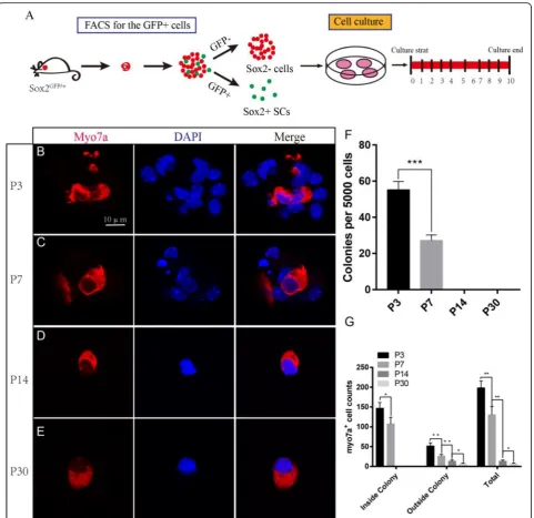 Fig. 3 P3 Sox2+ SCs generated more HCs compared with the other three ages of SCs in vitro.cells could generate Myo7a+ cells.coutside of the colony, P3 SCs formed more Myo7a+ cells compared with P7, P14, and P30 Sox2+ SCs