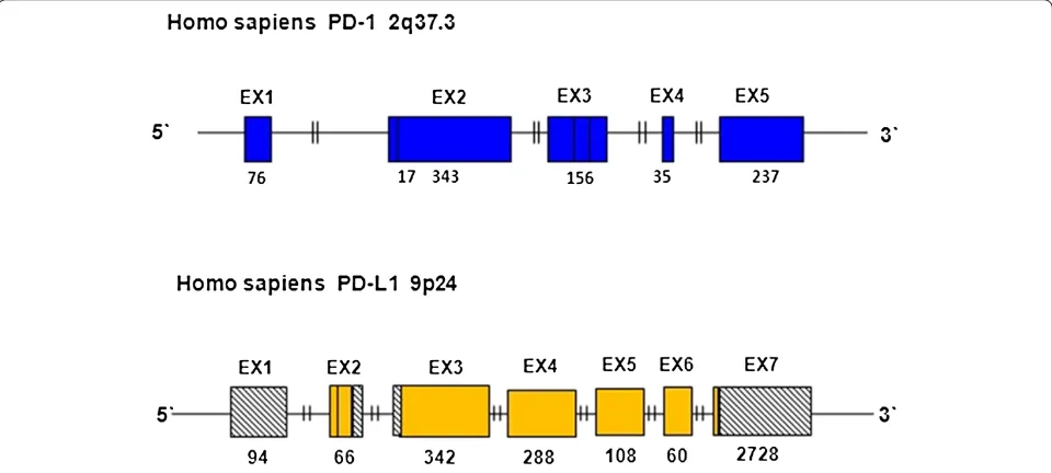 Figure 1 Schematic structure genomic organization of PD-1 and PD-L1 gene. The bars represent the exons (EX) and the lines represent introns.The blue bars are exons of the PD-1 gene which encode different regions of the PD-1 protein, including: L-region (EX