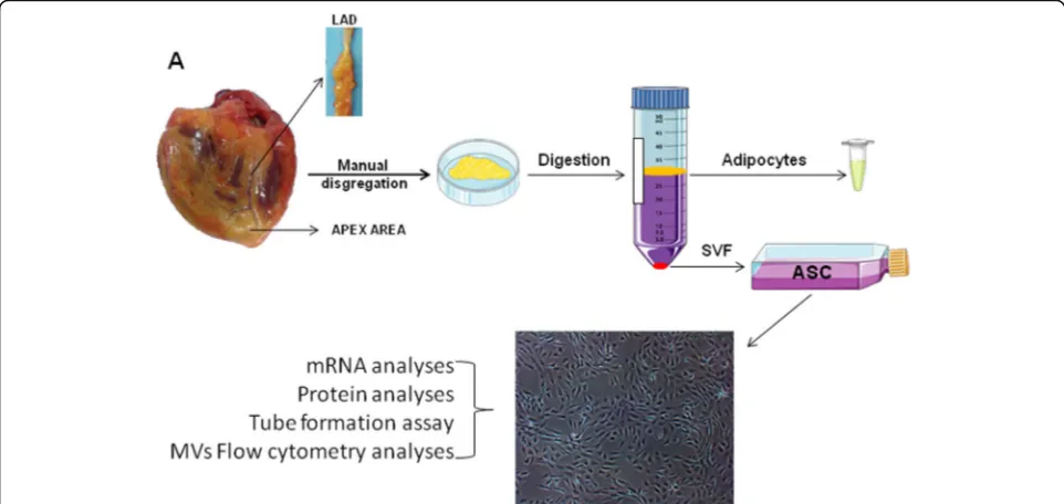 Fig. 1 Study design. Ventricular myocardium adipose tissue (VMAT) and perivascular adipose tissue (PVAT) were obtained during heart transplantsurgery