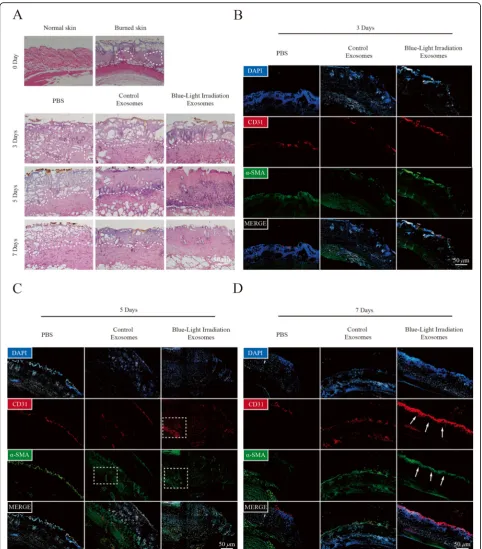 Fig. 5 MSC exosomes upon blue light stimulation promoted angiogenesis in a cutaneous burn model in vivo
