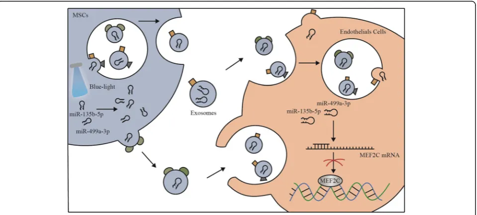 Fig. 7 Putative mechanism by which blue light increases the two miRNAs to activate the ECs