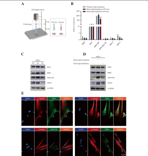 Fig. 1 Characterization of MSC photoreceptors for blue/red light irradiation. a Schema of the LED photosystem