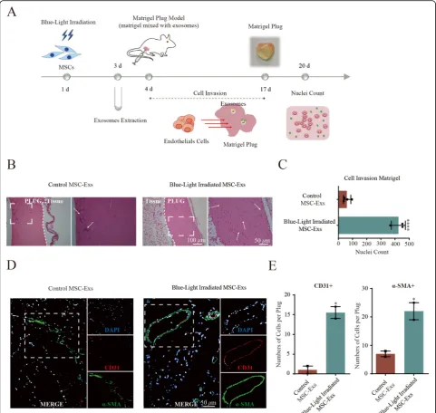 Fig. 4 Blue light-treated MSC-Exs enhance the influx of vascular cells into the matrigel plug in mice