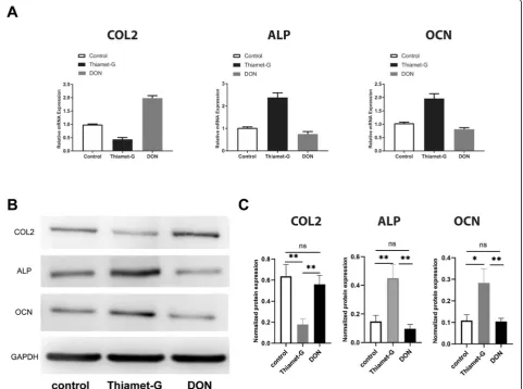 Fig. 5 OCOL2, ALP, and OCN protein expressions were assessed and analyzed by western blot
