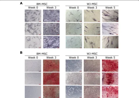 Fig. 1 Differences in timing for osteogenic differentiation in BM-MSC and WJ-MSC cultures