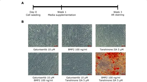Fig. 3 Modulation of the TGFβ/BMP signalling pathway to stimulate WJ-MSC osteogenic differentiation