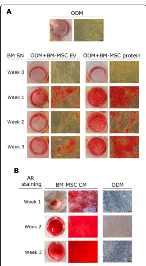 Fig. 5 Effect of BM-MSC-derived products on osteogenicof AR staining in passage 4 WJ-MSC after 1, 2 or 3 weeks of culturewith CM obtained from differentiating BM-MSC cultures at week 1.CM conditioned media, EV extracellular vesicles, ODM osteogenicdifferen