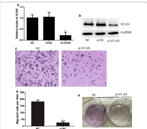 Fig. 6 Knock-down of VCAN inhibits HCT-116 cell colony formation and migration (a, b) small interfering RNA (siRNA)-mediated knockdown ofVCAN