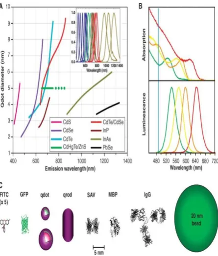 Fig. 4.  A) Emission maxima and sizes of quantum dots of different composition. (B) Absorption (upper 
