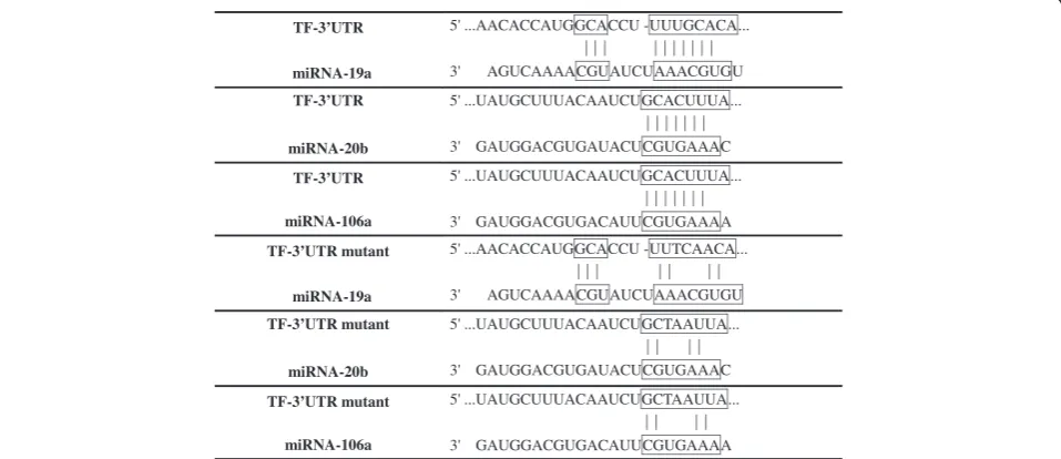 Figure 1 Potential microRNA binding sites in the 3′-untranslated region of the tissue factor gene