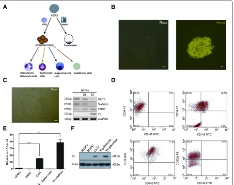 Figure 2 Tissue factor differential expression in trophoblasts and hematopoietic cells derived from human embryonic stem cells