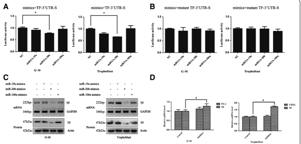 Figure 3 miR-19a, miR-20b, and miR-106a expression in hematopoietic cells and trophoblasts derived from human embryonic stemcells