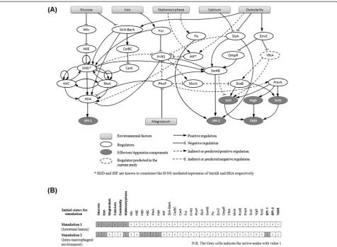 Figure 2 SPI-1, SPI-2, and T6SS regulatory network. (A)A Boolean model of this regulatory network was designed by defining appropriate logical rules for the depicted interactions