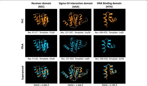 Figure 3 Structural homology of FlrC and YfhA. Model structures of REC, AAA, and HTH domains of FlrC and YfhA proteins