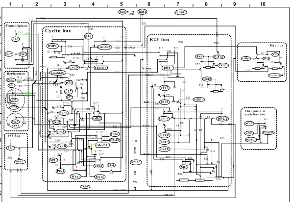 Figure 1: Map A of the Molecular Interaction Map compiled by Kohn (1999)