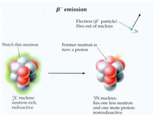 Figure 1. β -  decay causing the conversion of  14 C   