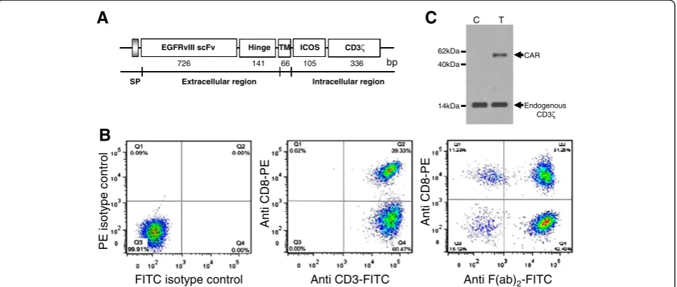 Figure 1 Evaluation of EGFRvIII/CAR expression on CD3hinge and transmenbrane (TM) region of human CD8(SP)