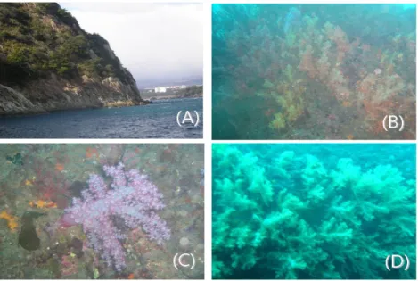 Fig. 12. Photographs of dominated soft-corals in Seop-seom islet bed, JI, Korea.    (A): 