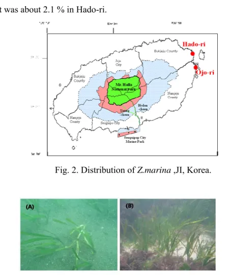 Fig. 3. Underwater photographs of seagrass in study sites. (A) : Ojori, (B) : Hado-ri