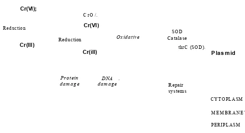 Figure 1.8: Mechanisms of chromate transport, toxicity and resistance in bacterial 