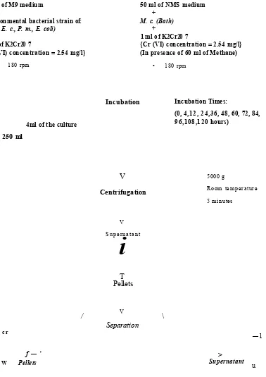Figure 2.3: Schematic diagram o f the bioremediation experiment and sampling