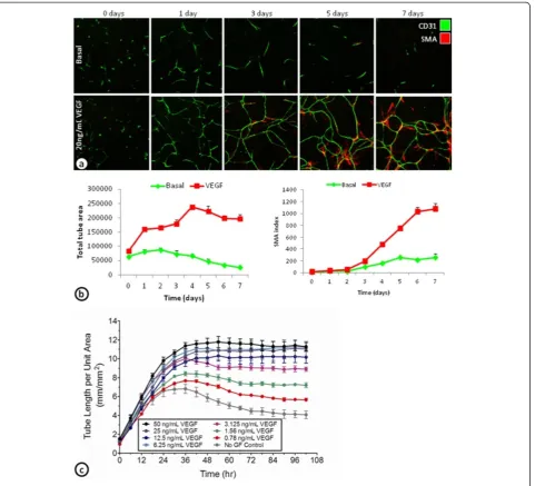 Figure 2 Time course of cord formation in ADSC and ECFC co-cultures grown in basal medium