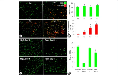 Figure 5 In vivo model of vasculogenesis develops VEGF-independent cords. (a) An in vivo model of vasculogenesis in which ADSCs andECFCs co-implanted into the flank develop blood vessel like structures stained with CD31