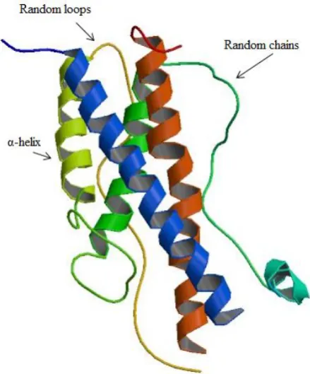 Figure 1.10 hGH secondary structure (from [22]). 