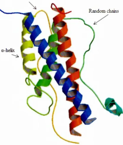 Figure 1.10 hGH secondary structure (from [22]).