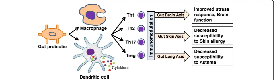 Figure 4 Role of probiotics in systemic immunity. Probiotics can improve the generalized immunity by immunomodulation