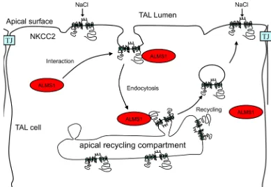 Figure 9. Working model. Diagrammatic representation of the role of ALMS1 in endocytosis of NKCC2
