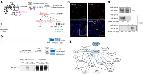 Figure 1. Interaction of ALMS1 with C2-NKCC2. (A) Representation of C2-NKCC2 domain (pink) and unique peptides corresponding to ALMS1 (red) picked up by liquid chromatography–mass spectrometry in glutathione-s-transferase (GST) pull-down assay using GST-ca