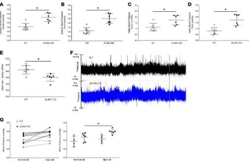 Figure 4. Hypertension in ALMS1-KO rats. (A) On a normal salt diet, systolic blood pressure (SBP) measurement by radiotelemetry in awake rats indicated ALMS1-KO rats are hypertensive (SBP ALMS1-KO, 146.1 ± 2 mmHg, n = 6, vs