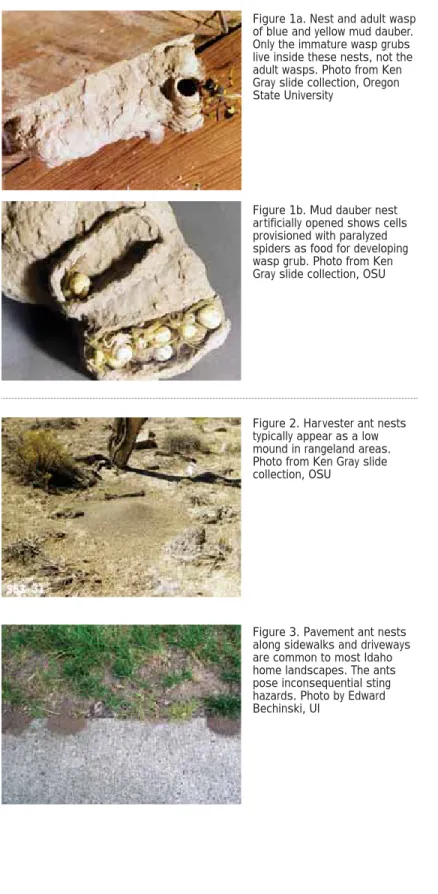 Figure 1b. Mud dauber nest artificially opened shows cells provisioned with paralyzed  spiders as food for developing wasp grub