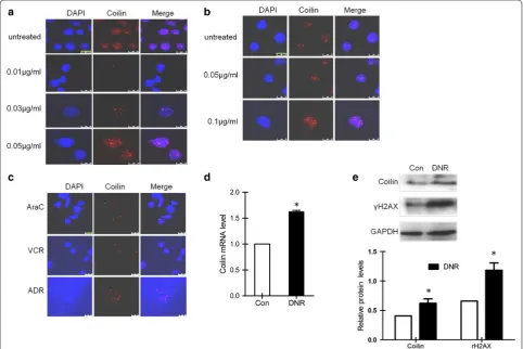 Fig. 1 Subcellular localization and expression of coilin in leukemia cells following DNR treatments
