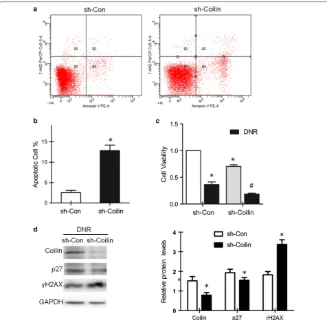 Fig. 3 Effects of coilin knockdown in leukemia cells following DNR (0.03 μg/ml) treatments