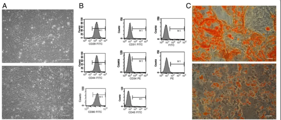Figure 1 The isolation and identification of ADSCs. (A) The ADSCs exhibited typical fibroblastic morphology
