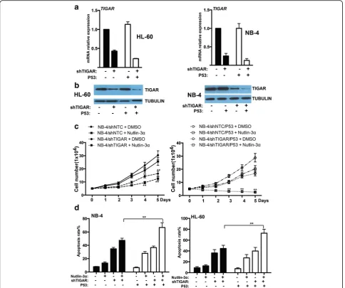 Fig. 6 TIGAR expression and its anti-apoptotic effect were uncoupled from p53 in human leukemia cells.expression of a Real-time PCR showed that the mRNA TIGAR was not affected by p53 overexpression in both HL-60 and NB-4 cells