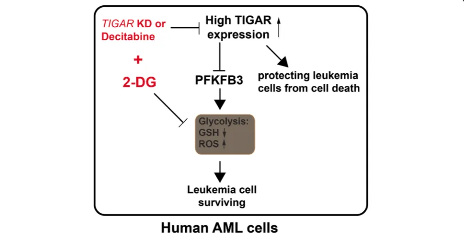 Fig. 7 A working model of TIGAR regulating the glycolysis and the proliferation of human leukemia cells