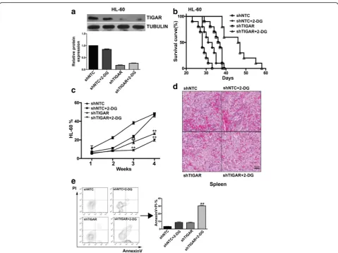 Fig. 5 TIGAR knockdown sensitized HL-60 leukemia cells to glycolysis inhibition in vivo