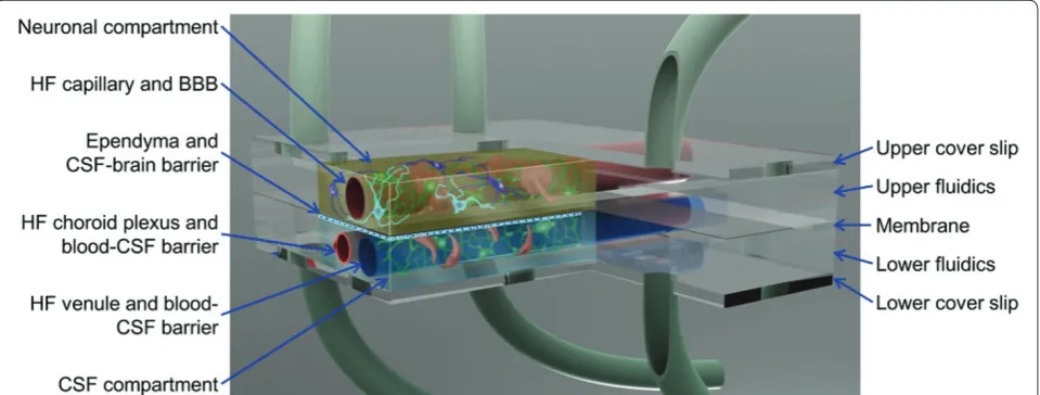Figure 1. Microphysiological model of the neurovascular unit that supports blood, brain, and cerebral spinal fl uid compartments