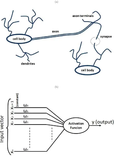 FIG. 1: (a) A neurone ﬁres (or not) on the basis of the stimuli it receives from other neurones