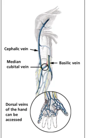 Figure 2: Peripheral veins commonly accessed for venipuncture. This image is in the public domain in the United States