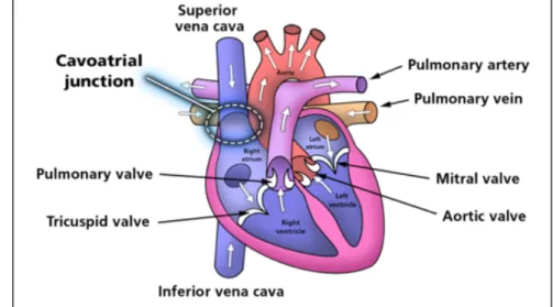 Figure 3: Anatomical image of the human heart, highlighting the cavoatrial junction.