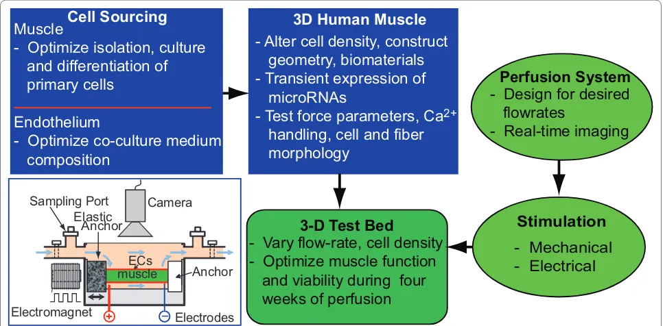Figure 1. Schematic of the regimen for optimization and validation of engineered three-dimensional human skeletal muscle cultures