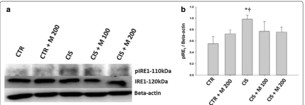 Fig. 5 Evaluation of GRP-78. a Western blot of testis. b Levels of GRP-78 for each group