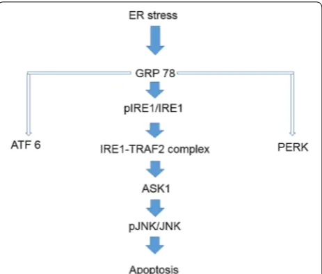 Fig. 7 Evaluation of pJNK and JNK a Western blot of testis. b Levels of pJNK and total JNK for each group