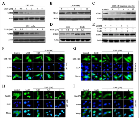 Fig. 3 S109 decreases CRM1 protein expression and inhibits CRM1-dependent nuclear export in glioma cells.incubated in the presence or absence of S109 for 2 h